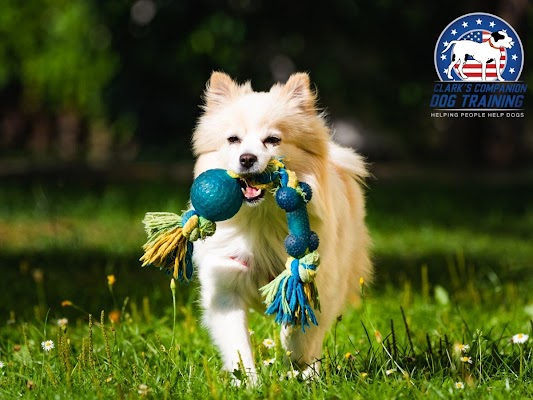 How To Use Toys As Rewards In Dog Training